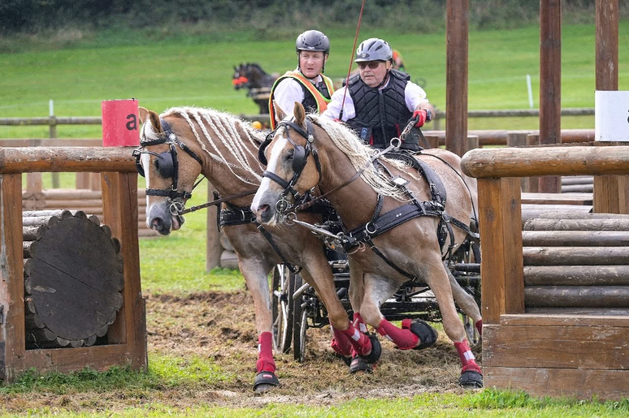 Haflinger-Power im Gelände: Zebisch fährt bei Pony-WM auf Platz 5